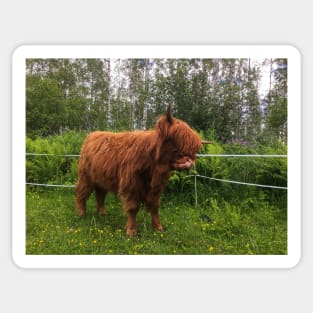 Scottish Highland Cattle Calf 2027 Sticker